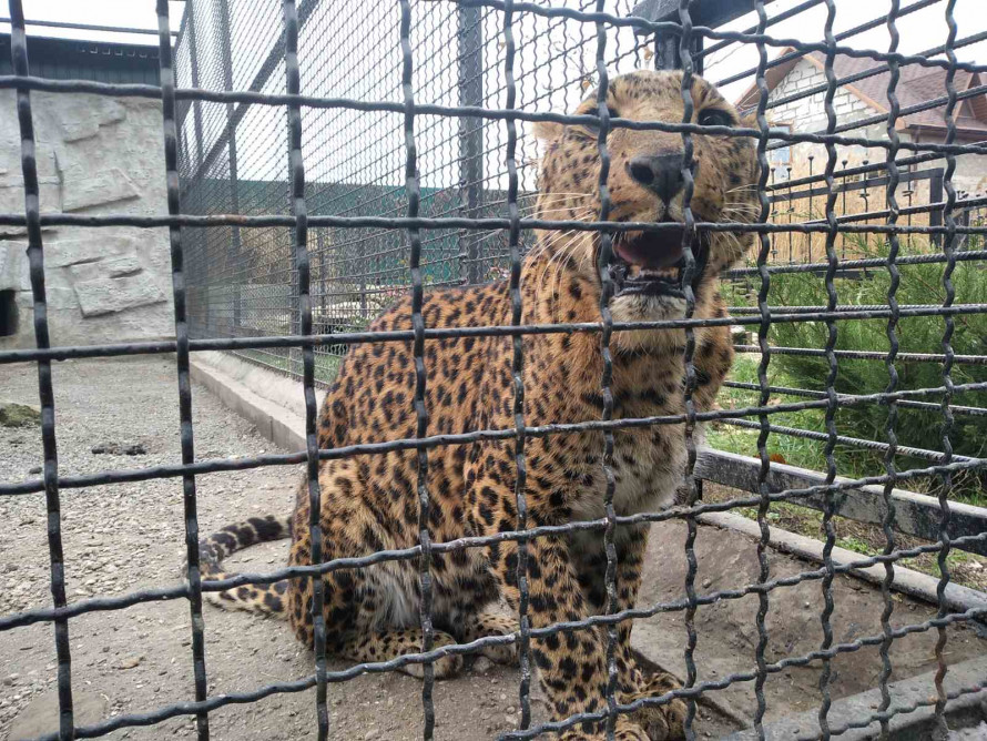 леопард
